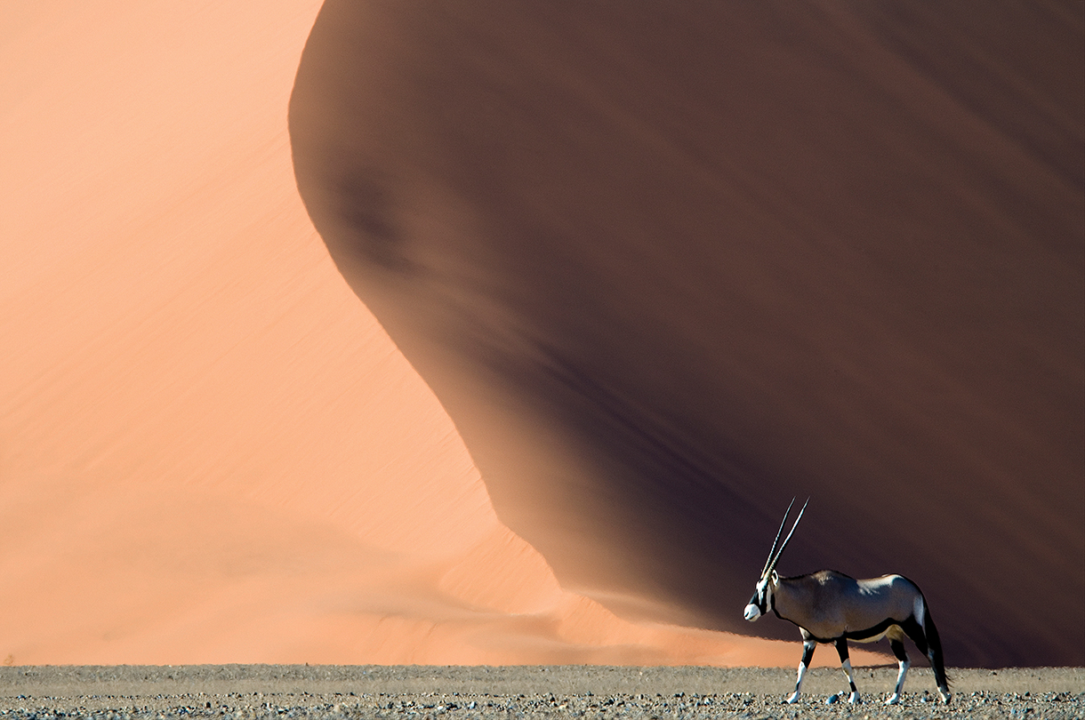 Oryx Antelope near Namibian sand dune